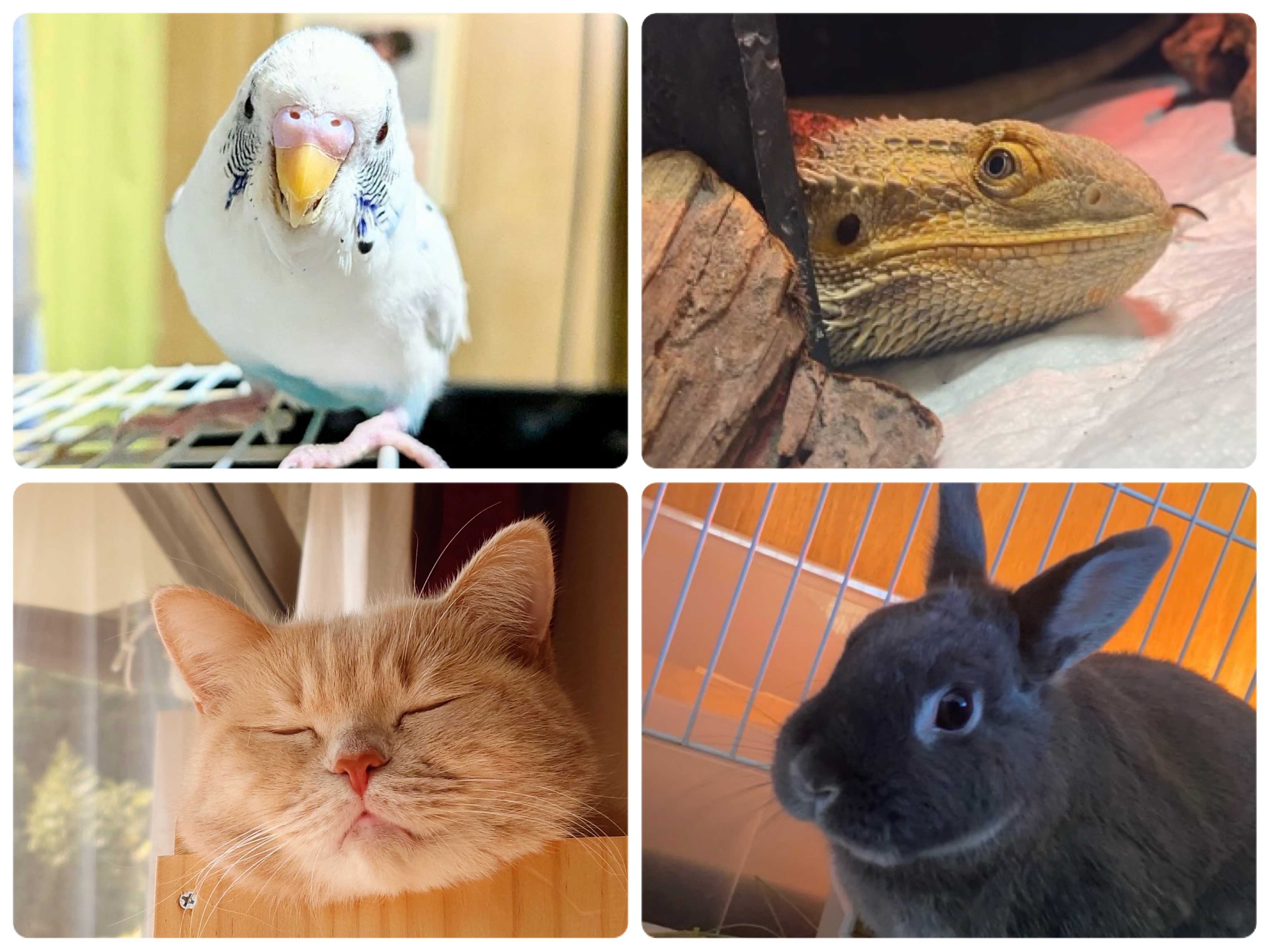 小動物のお世話 | 山口県下関市のペットならPet house mumofu